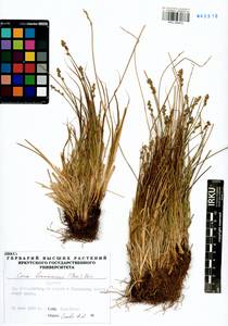 Carex brunnescens (Pers.) Poir., Siberia, Baikal & Transbaikal region (S4) (Russia)