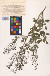 Thalictrum flavum L., Eastern Europe, Northern region (E1) (Russia)