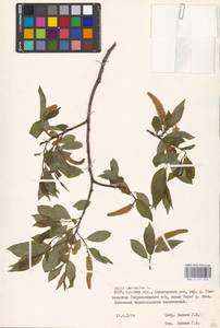 Salix pentandra L., Eastern Europe, Belarus (E3a) (Belarus)