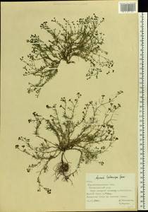 Cynanchica tephrocarpa subsp. tephrocarpa, Eastern Europe, North Ukrainian region (E11) (Ukraine)