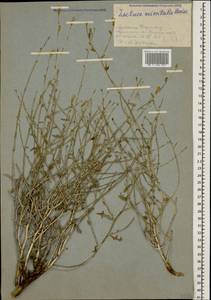 Lactuca orientalis subsp. orientalis, Caucasus, Armenia (K5) (Armenia)