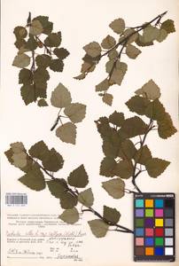 Betula pubescens var. pubescens, Eastern Europe, Northern region (E1) (Russia)