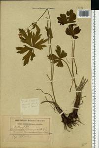 Ranunculus lanuginosus L., Eastern Europe, Rostov Oblast (E12a) (Russia)