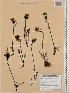 Pedicularis interior (Hultén) Molau & D. F. Murray, Siberia, Central Siberia (S3) (Russia)