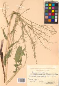 Bunias orientalis L., Eastern Europe, Middle Volga region (E8) (Russia)