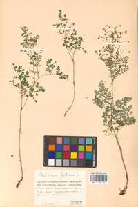 Thalictrum foetidum L., Siberia, Russian Far East (S6) (Russia)