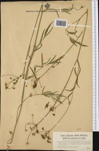 Dichoropetalum carvifolia (Vill.) Pimenov & Kljuykov, Western Europe (EUR) (Hungary)