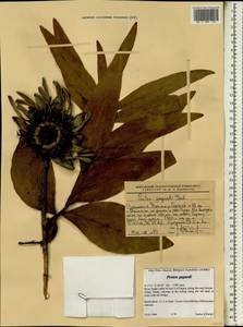 Protea gaguedi J. F. Gmel., Africa (AFR) (Ethiopia)