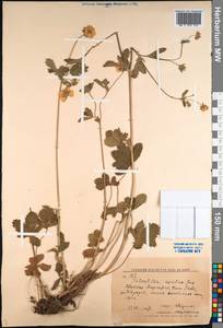 Potentilla chrysantha subsp. chrysantha, Middle Asia, Western Tian Shan & Karatau (M3) (Kyrgyzstan)
