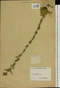 Silene viscosa (L.) Pers., Eastern Europe, Central forest-and-steppe region (E6) (Russia)