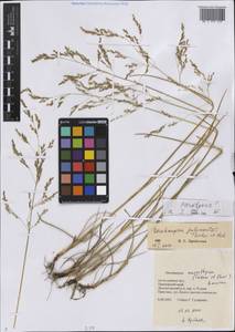 Deschampsia gulariantzii Prob. & Tzvelev, Siberia, Russian Far East (S6) (Russia)
