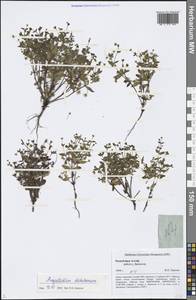 Swertia dichotoma L., Siberia, Altai & Sayany Mountains (S2) (Russia)