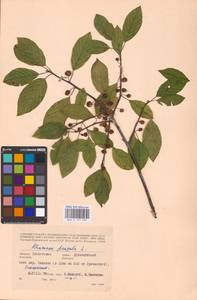 Frangula alnus Mill., Eastern Europe, Western region (E3) (Russia)