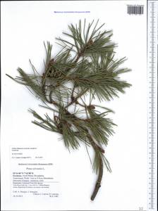 Pinus sylvestris L., Western Europe (EUR) (Germany)