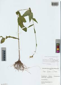 Crepis lyrata (L.) Froel., Siberia, Altai & Sayany Mountains (S2) (Russia)