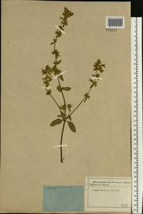 Stachys annua (L.) L., Eastern Europe, Moscow region (E4a) (Russia)