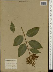 Ligustrum lucidum W.T.Aiton, South Asia, South Asia (Asia outside ex-Soviet states and Mongolia) (ASIA) (Russia)