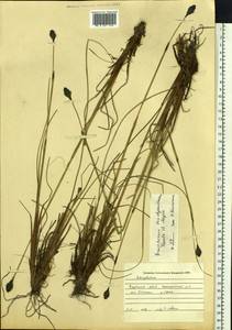 Eriophorum brachyantherum Trautv. & C.A.Mey., Siberia, Yakutia (S5) (Russia)