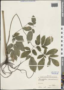 Chaerophyllum aromaticum L., Eastern Europe, Moscow region (E4a) (Russia)