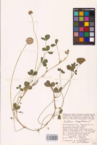 Trifolium fragiferum L., Eastern Europe, Lower Volga region (E9) (Russia)