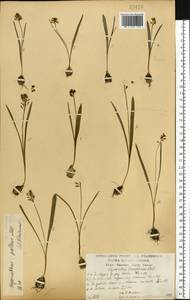 Muscari pallens (M.Bieb.) Fisch., Eastern Europe, Central forest-and-steppe region (E6) (Russia)