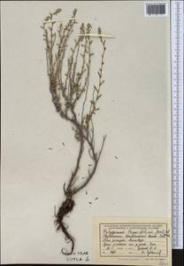 Polygonum thymifolium Jaub. & Spach, Middle Asia, Kopet Dag, Badkhyz, Small & Great Balkhan (M1) (Turkmenistan)