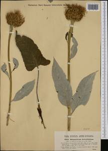 Rhaponticum heleniifolium Gren. & Godr., Western Europe (EUR) (Italy)