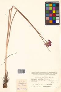 Allium sacculiferum Maxim., Siberia, Russian Far East (S6) (Russia)