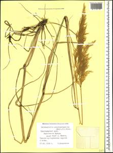 Calamagrostis pseudophragmites (Haller f.) Koeler, Caucasus, Black Sea Shore (from Novorossiysk to Adler) (K3) (Russia)