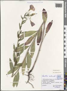 Oenothera biennis L., Eastern Europe, Volga-Kama region (E7) (Russia)