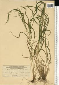 Brachypodium sylvaticum (Huds.) P.Beauv., Eastern Europe, Moscow region (E4a) (Russia)