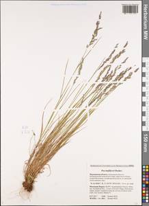 Poa tanfiljewii Roshev., Eastern Europe, Northern region (E1) (Russia)