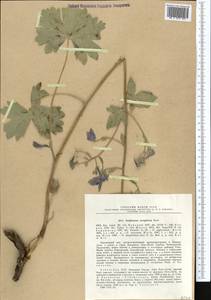 Delphinium oreophilum Huth, Middle Asia, Pamir & Pamiro-Alai (M2) (Uzbekistan)