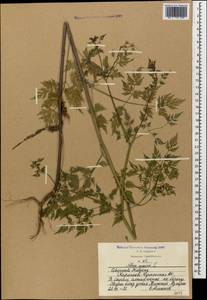 Aethusa cynapium L., Caucasus, Stavropol Krai, Karachay-Cherkessia & Kabardino-Balkaria (K1b) (Russia)