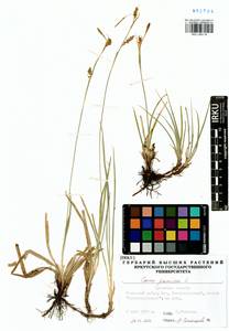 Carex panicea L., Siberia, Baikal & Transbaikal region (S4) (Russia)