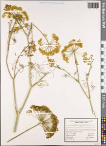 Anethum graveolens L., South Asia, South Asia (Asia outside ex-Soviet states and Mongolia) (ASIA) (Iran)