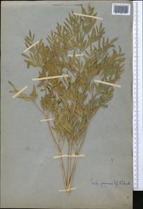 Ferula penninervis Regel & Schmalh., Middle Asia, Western Tian Shan & Karatau (M3) (Not classified)