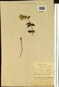 Scutellaria alpina L., Eastern Europe, Central forest-and-steppe region (E6) (Russia)