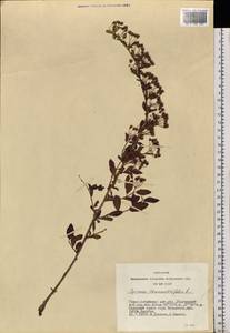 Spiraea chamaedryfolia L., Siberia, Altai & Sayany Mountains (S2) (Russia)