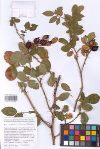 Rosa balsamica Besser, Eastern Europe, South Ukrainian region (E12) (Ukraine)
