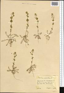 Lepidium perfoliatum L., Middle Asia, Kopet Dag, Badkhyz, Small & Great Balkhan (M1) (Turkmenistan)