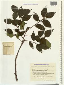 Celtis australis subsp. caucasica (Willd.) C. C. Townsend, Caucasus, Georgia (K4) (Georgia)