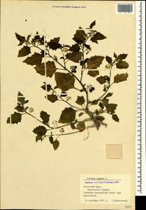 Solanum nigrum L., Crimea (KRYM) (Russia)