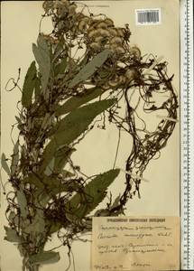 Cuscuta monogyna Vahl, Eastern Europe, Lower Volga region (E9) (Russia)