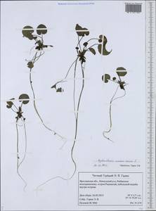 Hydrocharis morsus-ranae L., Eastern Europe, Central forest region (E5) (Russia)