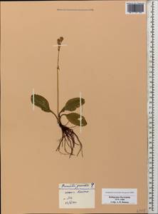 Primula elatior subsp. pseudoelatior (Kuzn.) W. W. Sm. & Forrest, Caucasus, Stavropol Krai, Karachay-Cherkessia & Kabardino-Balkaria (K1b) (Russia)