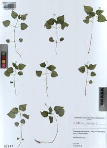 Circaea alpina L., Siberia, Altai & Sayany Mountains (S2) (Russia)