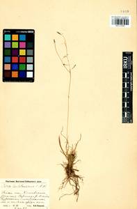 Carex ledebouriana C.A.Mey. ex Trevir., Siberia, Baikal & Transbaikal region (S4) (Russia)