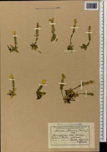 Gentiana verna subsp. oschtenica (Kuzn.) J. J. Halda, Caucasus, Krasnodar Krai & Adygea (K1a) (Russia)