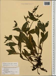 Silene latifolia subsp. latifolia, Caucasus, Krasnodar Krai & Adygea (K1a) (Russia)